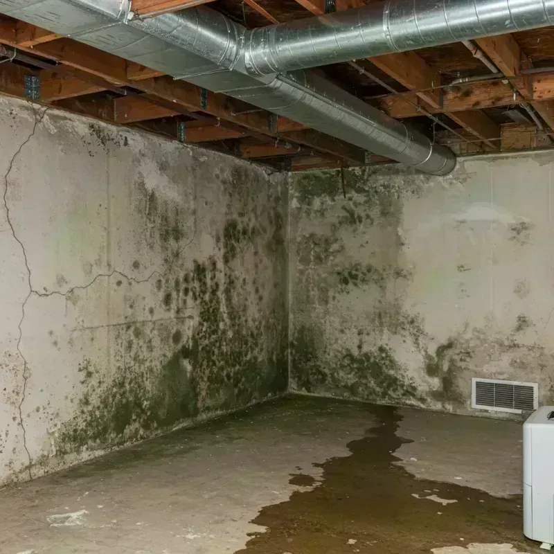 Professional Mold Removal in Lockport Heights, LA